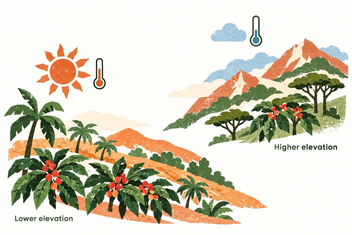 High-Elevation and Low-Elevation Coffee