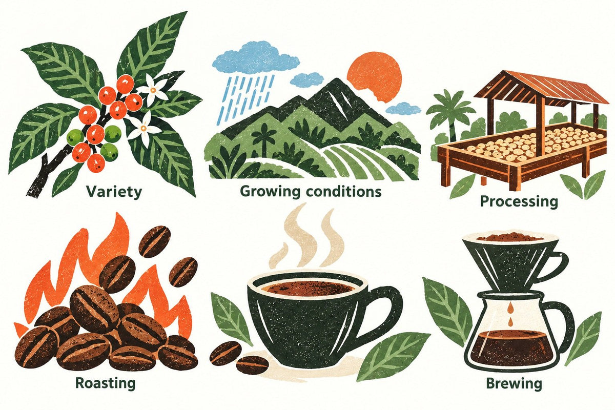 What Builds Coffee Flavor