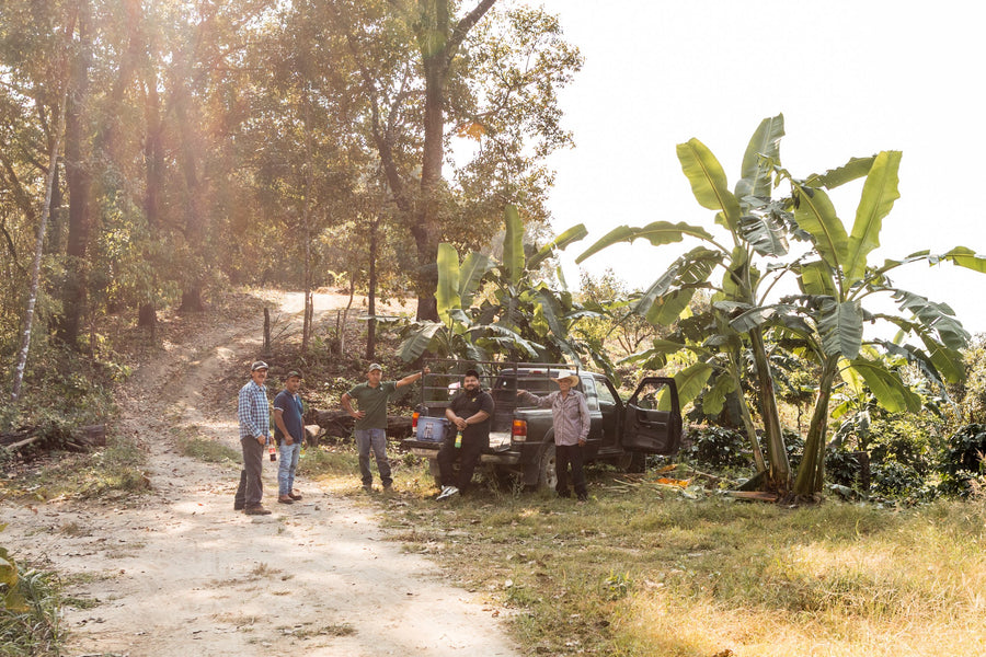Regenerative Coffee, Explained