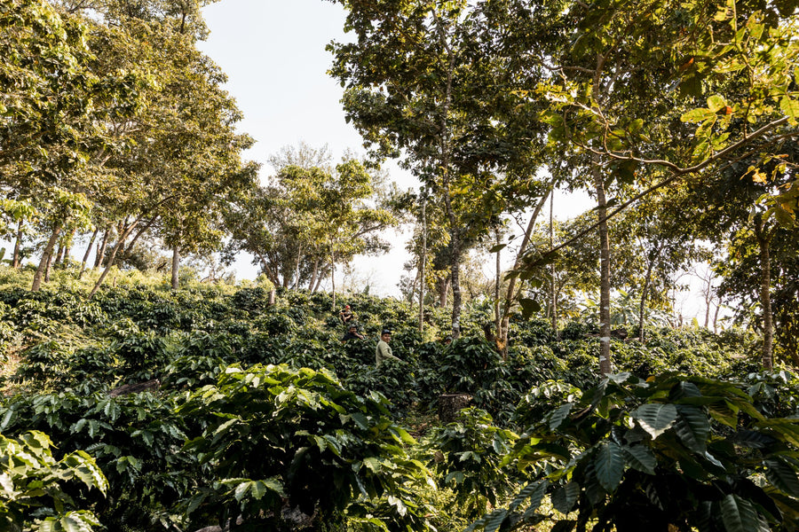 Why Soil Matters for Coffee
