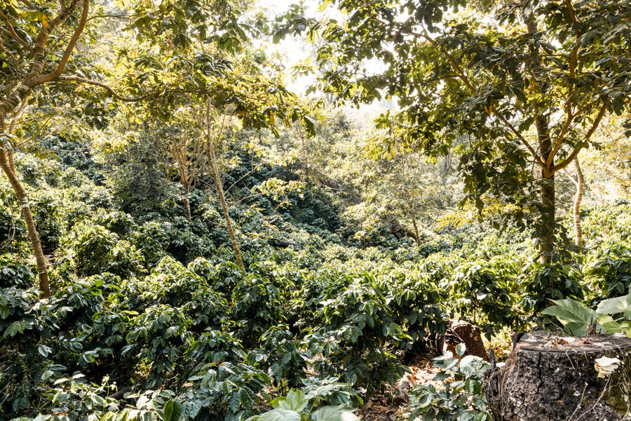Sun, Shade, Organic and Regenerative Coffee, Compared