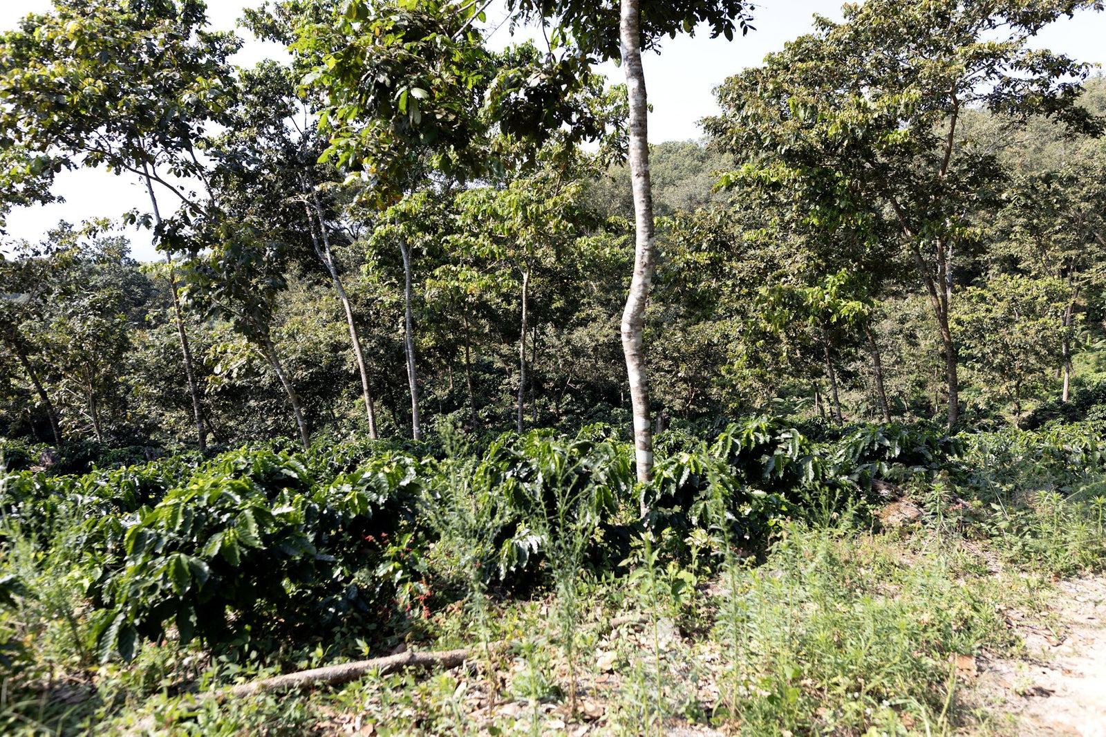 Shade-Grown Coffee, Explained