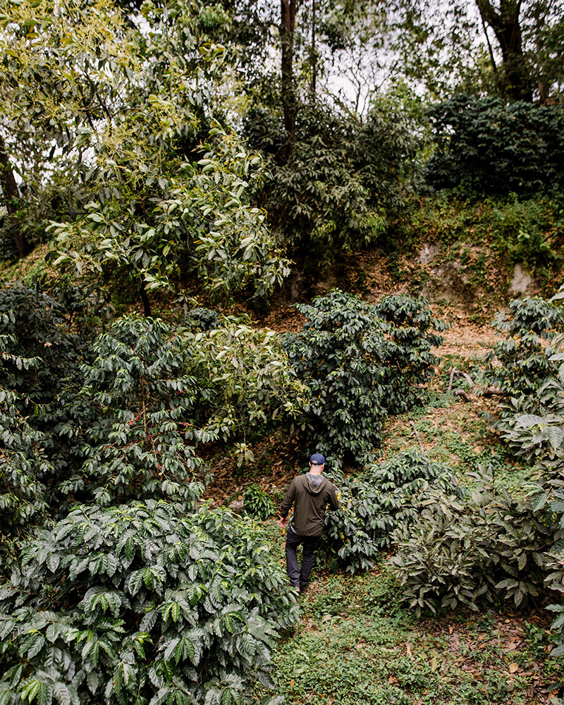 Natural Nayarit
